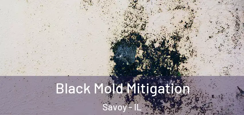 Black Mold Mitigation Savoy - IL