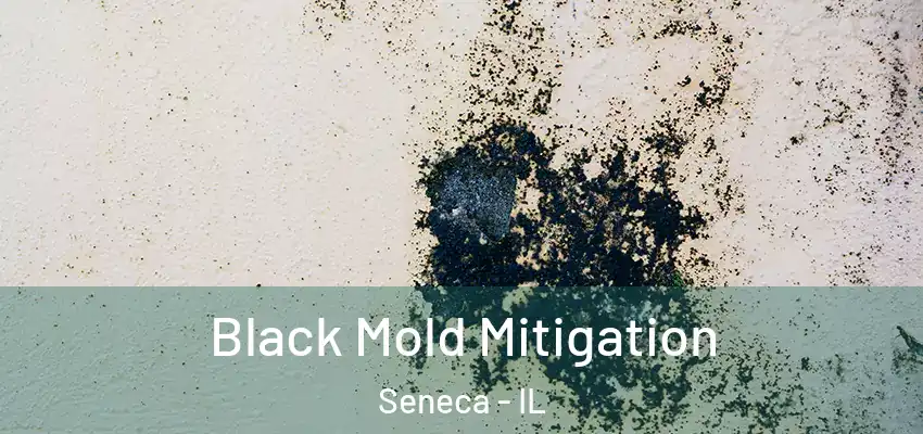  Black Mold Mitigation Seneca - IL