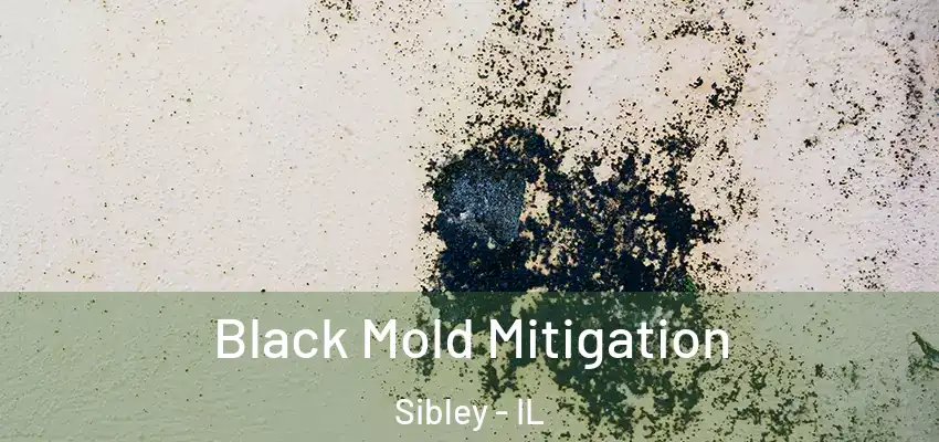  Black Mold Mitigation Sibley - IL