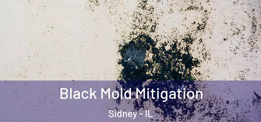  Black Mold Mitigation Sidney - IL
