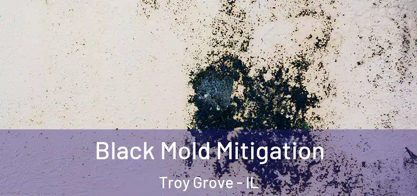  Black Mold Mitigation Troy Grove - IL