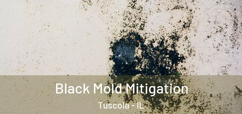  Black Mold Mitigation Tuscola - IL
