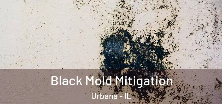  Black Mold Mitigation Urbana - IL