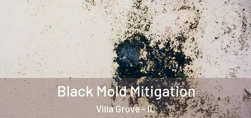 Black Mold Mitigation Villa Grove - IL