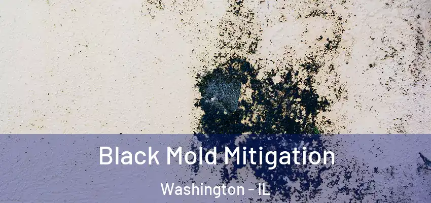  Black Mold Mitigation Washington - IL