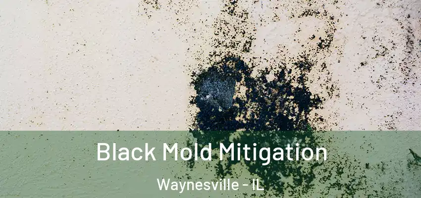  Black Mold Mitigation Waynesville - IL