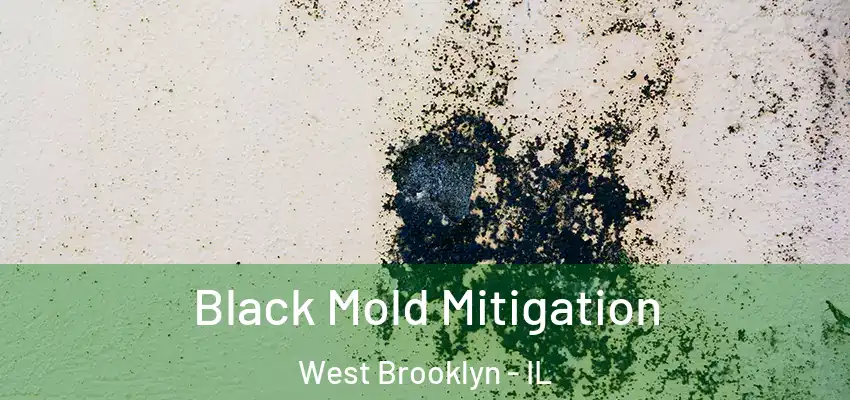  Black Mold Mitigation West Brooklyn - IL