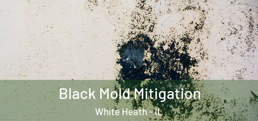  Black Mold Mitigation White Heath - IL
