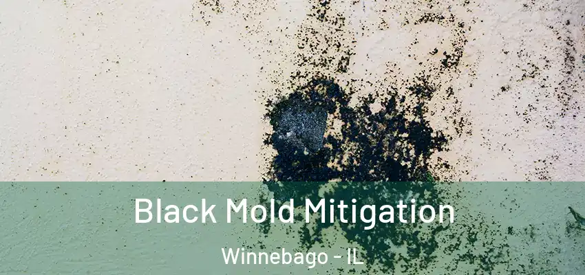  Black Mold Mitigation Winnebago - IL