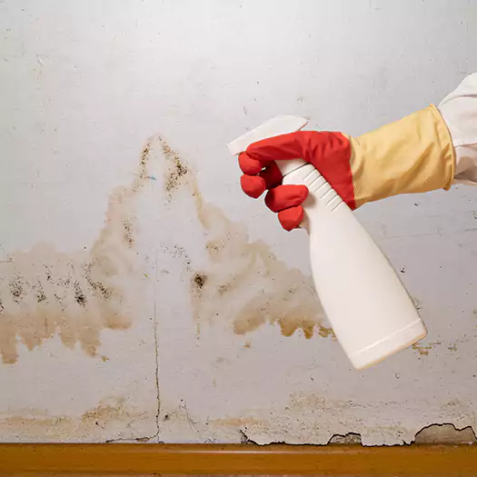 Trusted Black Mold Mitigation Specialists in Bloomington, IL