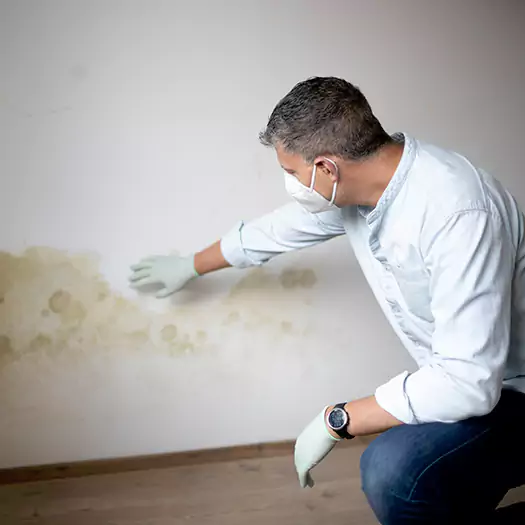 Trusted Mold Remediation and Removal Experts in Bloomington, IL