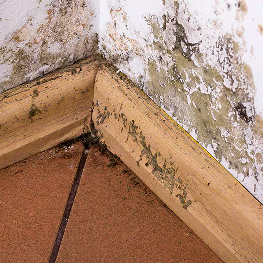 Trusted Cleaning Mold Off Wood Specialists in Bloomington, IL