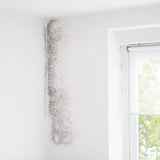 Trusted Mold Eradication Professionals Serving in Bloomington, IL