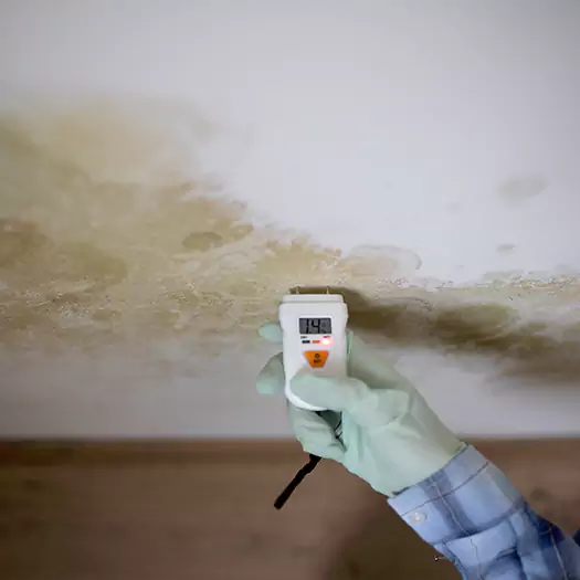 Reliable Mold Inspection Experts in Bloomington, IL