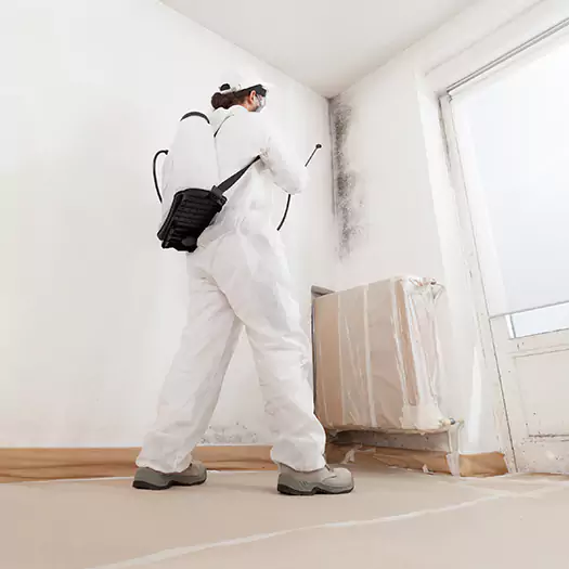 Experienced Mold & Mildew Specialists in Bloomington, IL