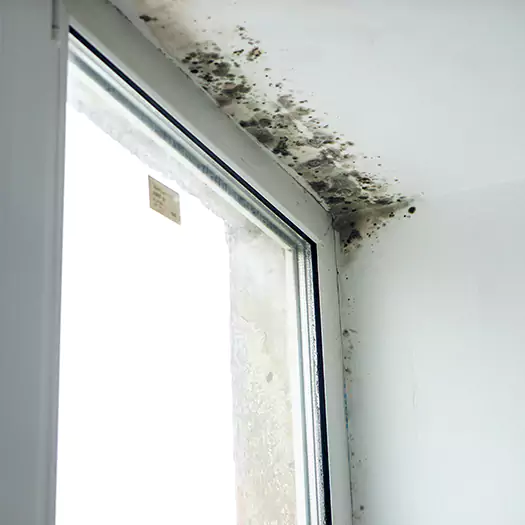 Experienced Mold Mitigation Specialists in Bloomington, IL