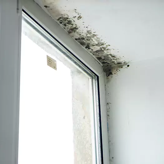 Trusted Mold on Bathroom Ceiling Experts in Bloomington, IL