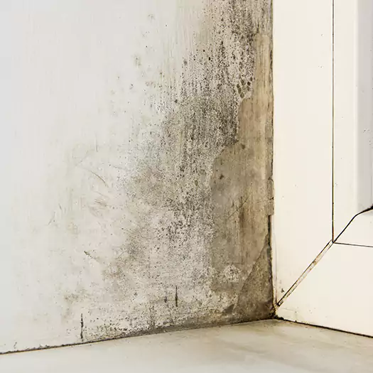 Skilled Mold on Drywall Experts in Bloomington, IL