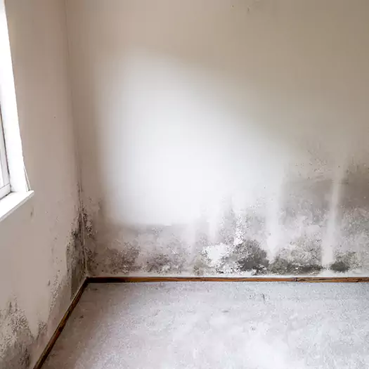 Trusted Mold on the Wall Experts in Bloomington, IL
