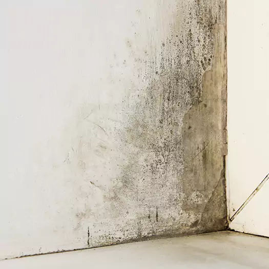 #1 Mold Remediation and Removal Experts in Bloomington, IL