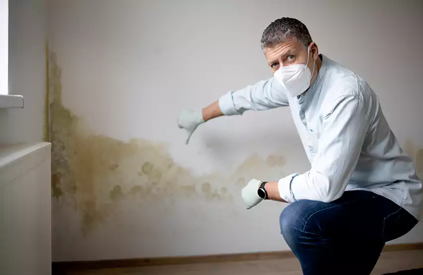 Mold Removal in Bloomington, IL