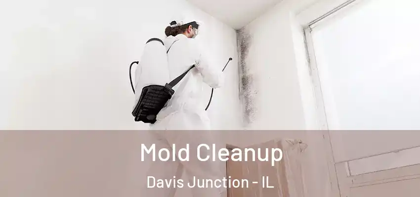  Mold Cleanup Davis Junction - IL