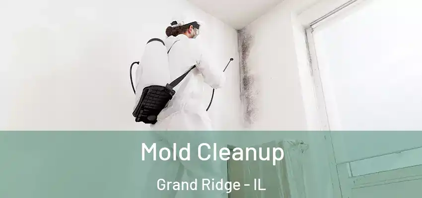  Mold Cleanup Grand Ridge - IL