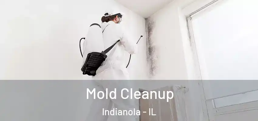  Mold Cleanup Indianola - IL