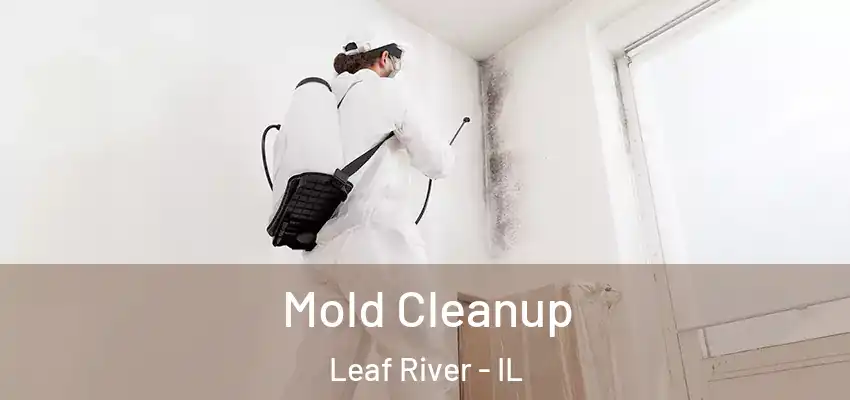  Mold Cleanup Leaf River - IL