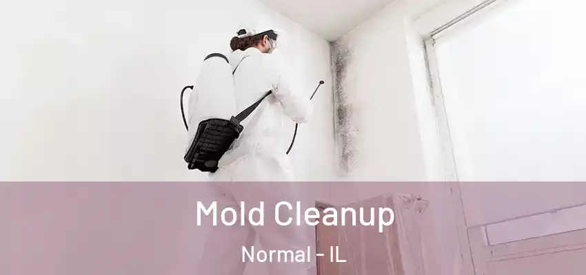  Mold Cleanup Normal - IL