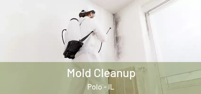  Mold Cleanup Polo - IL
