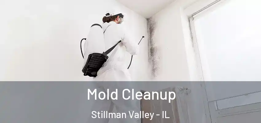  Mold Cleanup Stillman Valley - IL