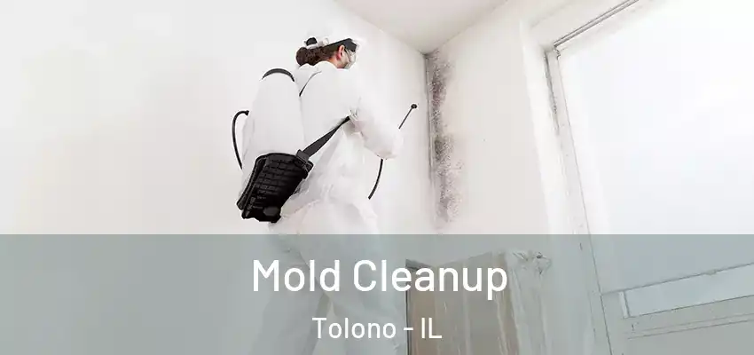  Mold Cleanup Tolono - IL