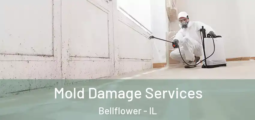  Mold Damage Services Bellflower - IL