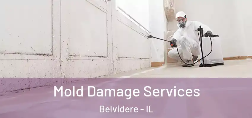  Mold Damage Services Belvidere - IL