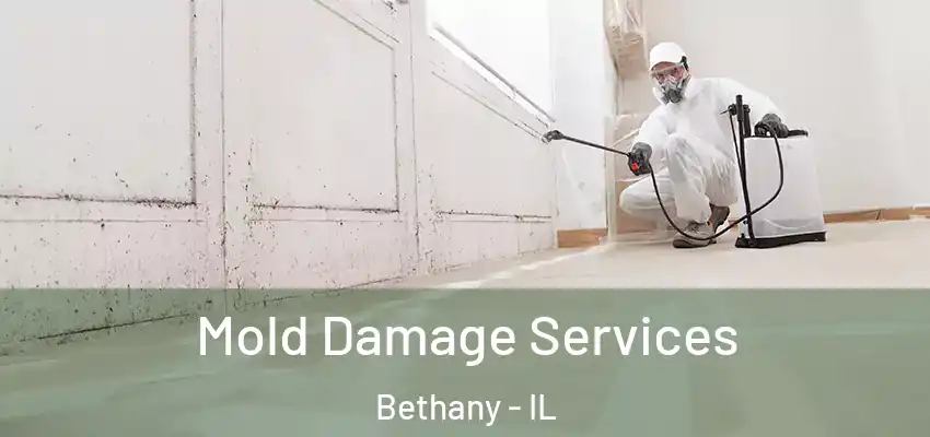  Mold Damage Services Bethany - IL