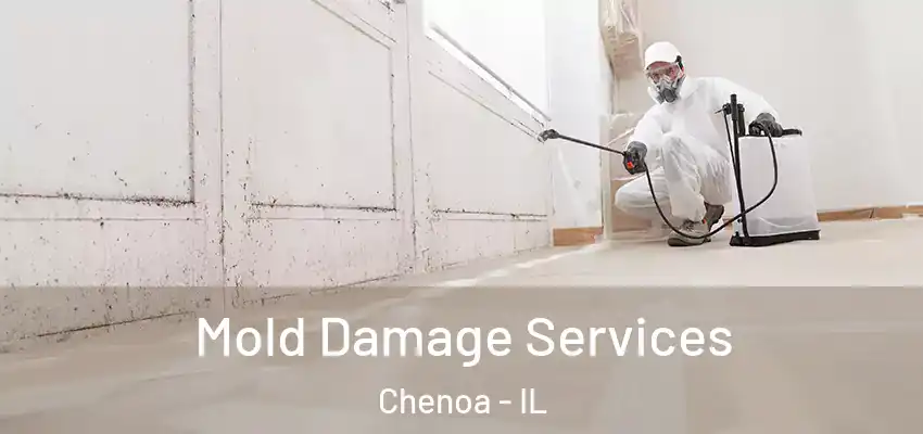  Mold Damage Services Chenoa - IL