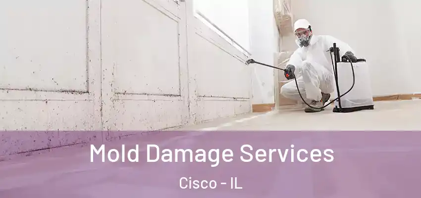  Mold Damage Services Cisco - IL