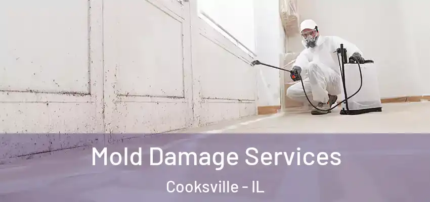  Mold Damage Services Cooksville - IL