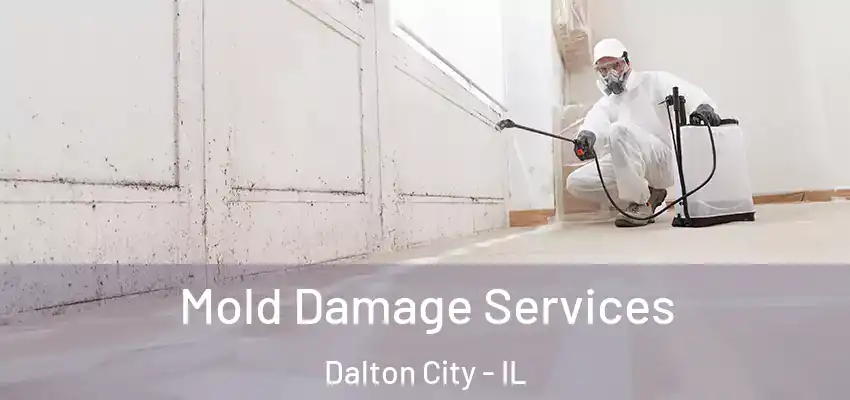  Mold Damage Services Dalton City - IL