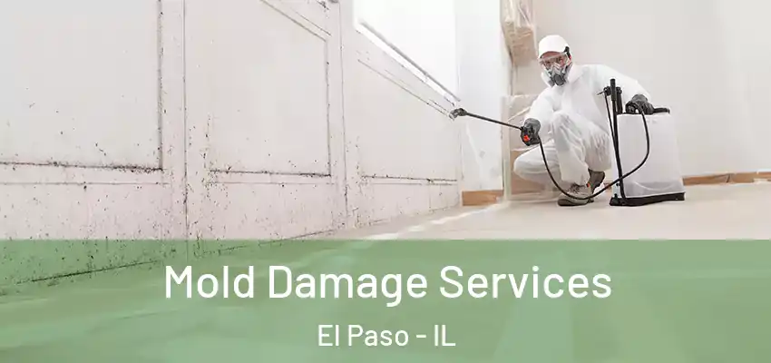  Mold Damage Services El Paso - IL