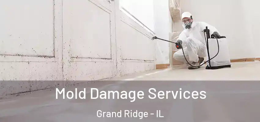  Mold Damage Services Grand Ridge - IL