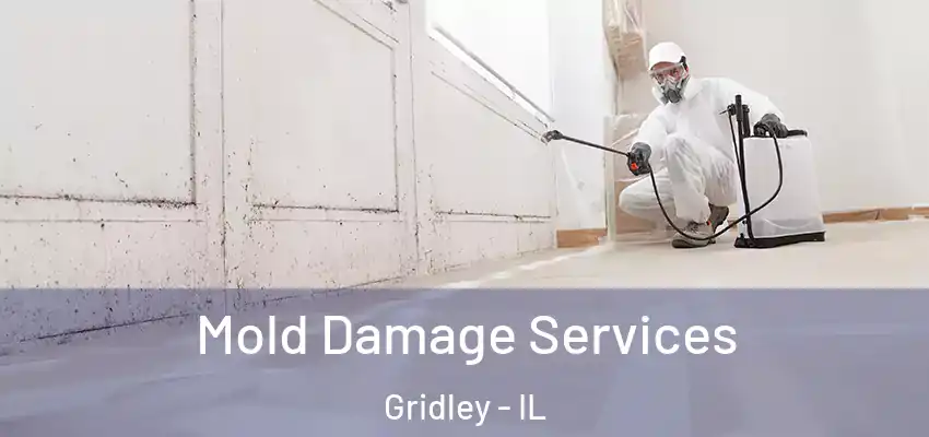  Mold Damage Services Gridley - IL
