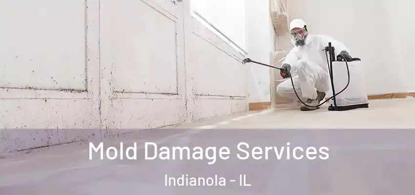  Mold Damage Services Indianola - IL