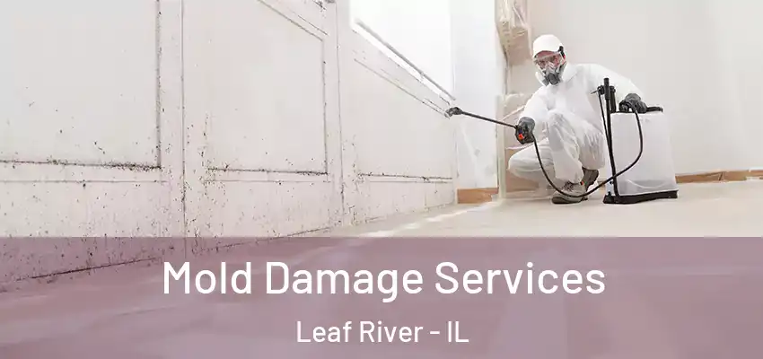 Mold Damage Services Leaf River - IL