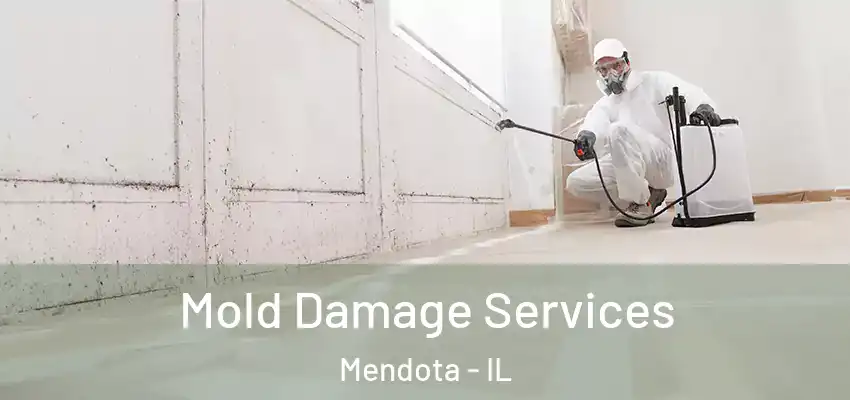  Mold Damage Services Mendota - IL