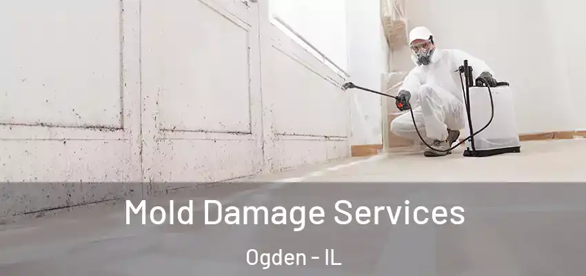  Mold Damage Services Ogden - IL