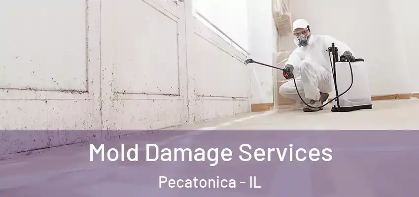  Mold Damage Services Pecatonica - IL