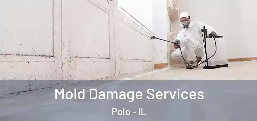  Mold Damage Services Polo - IL