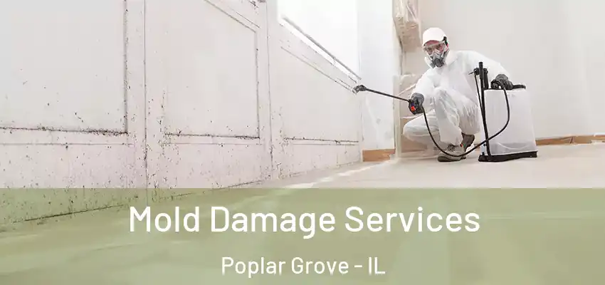  Mold Damage Services Poplar Grove - IL